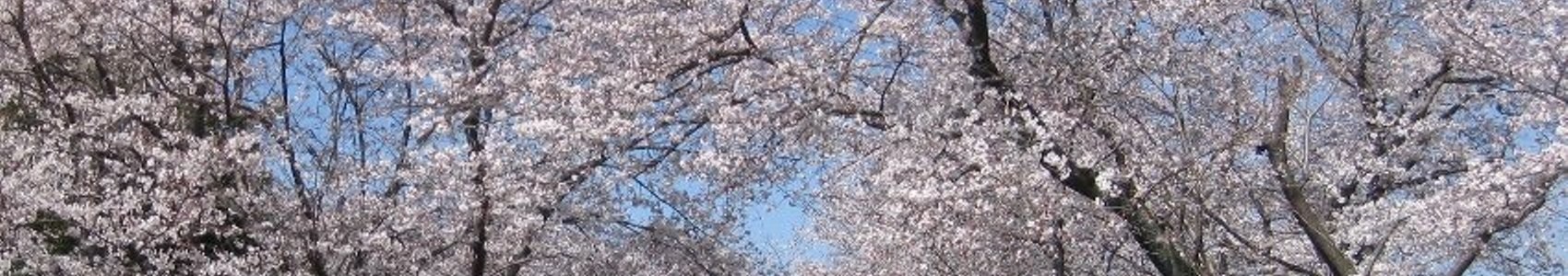 スライドショー画像